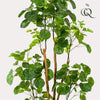 Plant Kunstboom Polyscias Aralia - 160 cm - Grote kunstplant