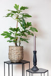 Plant Vijgenboom Kunstplant (Ficus Carica) -hoogte 95 cm