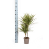 Plant Dracaena Marginata Bicolor Ø17cm - ↕60cm