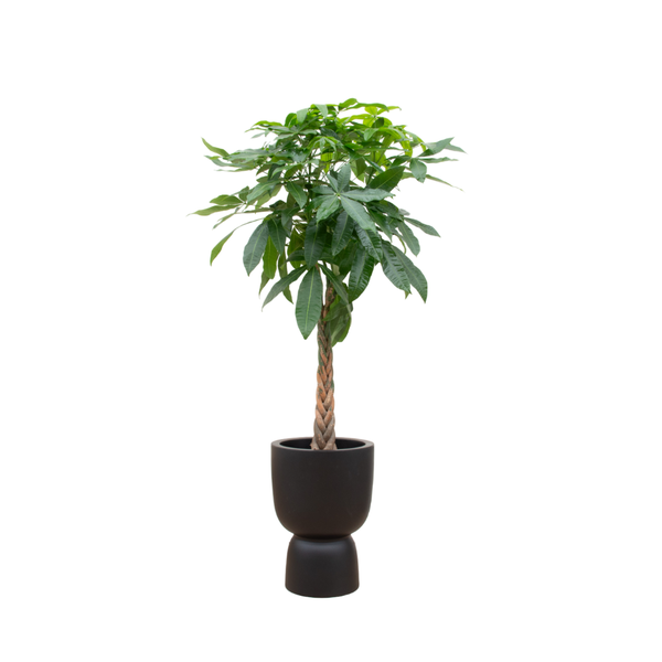 Plant Grote pachira Aquatica (Geldboom) inclusief pot - Pure Coupe zwart Ø41 - +/1 200 cm