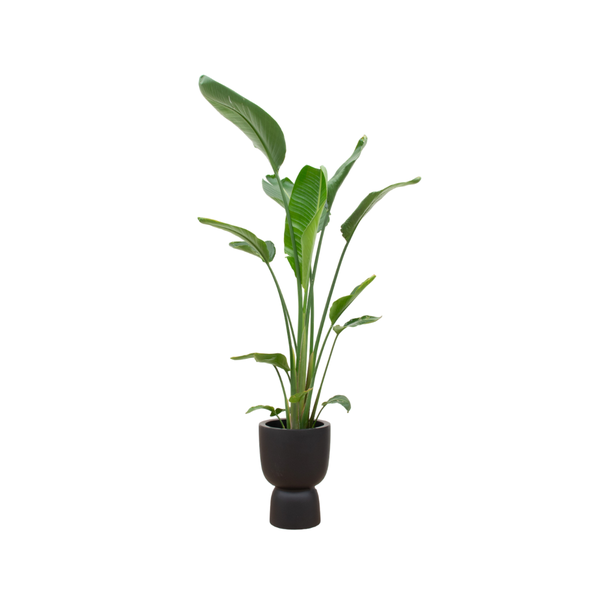 Plant Grote Strelitzia Augusta multi stam inclusief pot - Ø35 - max 210 cm