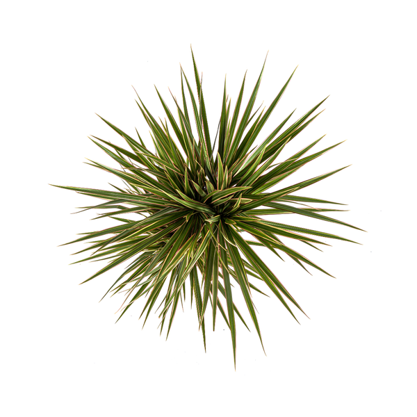 Plant Dracaena Marginata Bicolor Ø17cm - ↕60cm