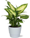 Plant Dieffenbachia Camilla - Ø12cm - ↕35cm + Pot Basic D14,5x12cm - Wit