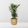 Plant Dwarf Mountain palm in pot - Chamaedorea Elegans in ELHO Vibes Fold Ø14cm geel