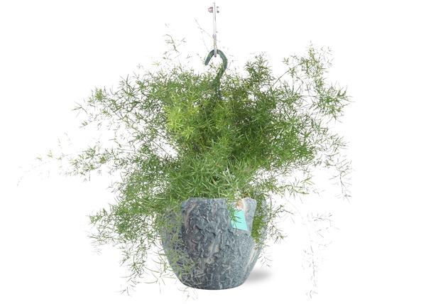 Plant Asparagus Sprengeri - Hangplant in pot - Ø17cm - ↕35cm