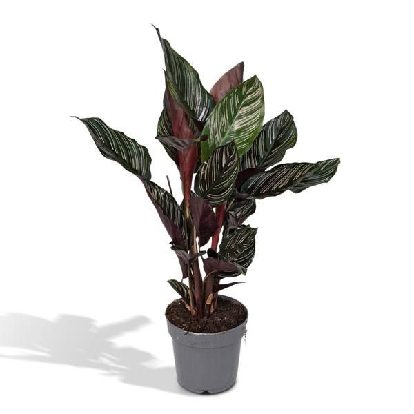 Plant Calathea Ornata (De Levende plant) - Ø14cm - ↕50cm