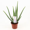 Plant Aloe Vera plant - luchtzuiverende, makkelijke kamerplant - Ø14cm - ↕45cm