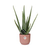 Aloe Vera d12cm in roze pot ELHO