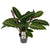 Calathea Warscewiczii - Fluweelzachte tropische kamerplant- Ø14cm - ↕50cm