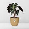 Alocasia ‘Polly’(Olifantoor plant) in mooie gele ELHO pot (d14cm)