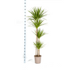 Plant Dracaena Marginata Green Ø27cm - ↕180cm