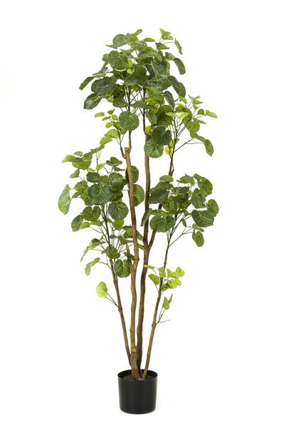 Plant Kunstboom Polyscias Aralia - 160 cm - Grote kunstplant