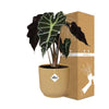 Alocasia ‘Polly’(Olifantoor plant) in mooie gele ELHO pot (d14cm)