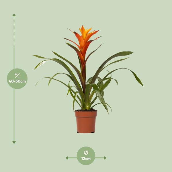 Plant Guzmania Variada - Ø12 ↕50