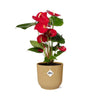 Rode Anthurium in stijlvolle gele pot - (hoogte tot 40cm)