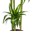 Plant Dracaena Deremensis - Hawaiian Sunshine Ø27cm - ↕180cm