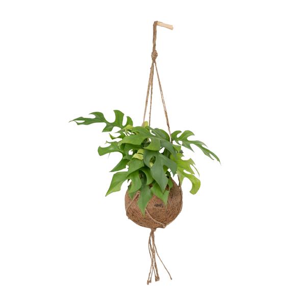 Plant Kleine hangplant in kokospot - Kokodama Monstera Minima Hang - Ø15cm - ↕25cm