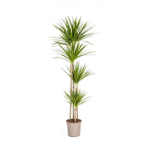 Plant Dracaena Marginata Green Ø27cm - ↕180cm