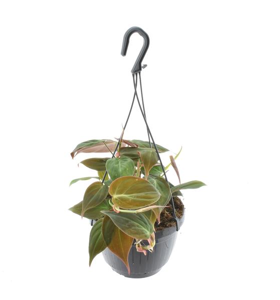 Plant Hang- en klimplant Philodendron Scandens 'Micans' Hangpot - Ø15cm - ↕40cm