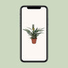 Plant Ananasplant - Bromelia Ananas - Ø12cm - ↕30cm