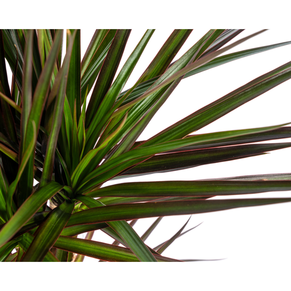 Plant Dracaena Marginata Magenta Ø17cm - ↕60cm