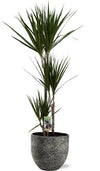 Plant Dracaena Marginata - Ø21cm - ↕120cm + Tim Pot D24x22cm - Zwart Wit - Drakenbloem