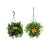 Plant Kamerplantenset van twee prachtige hangplanten - 2 stuks - Ø15cm - ↕25cm