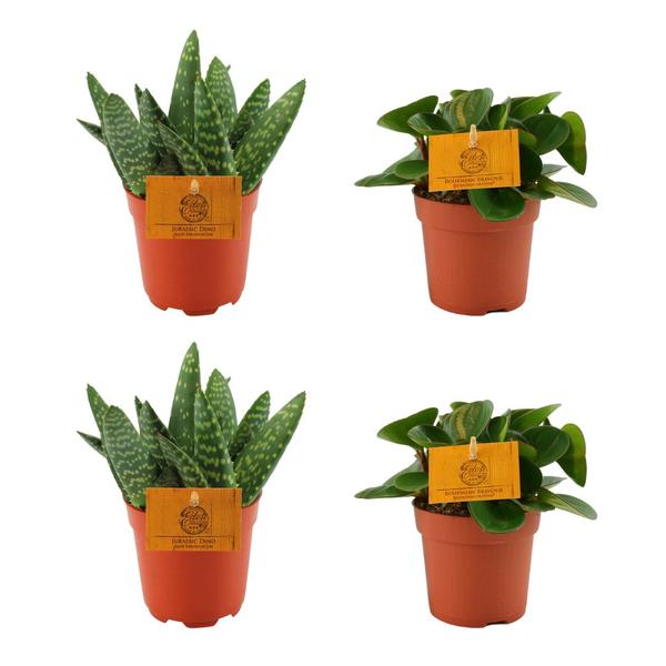 Plant Pakket 4 kamerplantjes: 2x Aloe Paradisicum + 2x Peperomia Obtipan Green - Ø10.5cm - ↕10cm