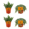 Plant Vierdelig plantenpakket - Aloe Paradisicum en Pilea Glauca - Ø10.5cm - ↕10cm