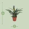 Plant Ananasplant - Bromelia Ananas - Ø12cm - ↕30cm