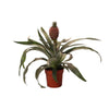 Plant Ananasplant Rosita - Ø12cm - ↕35cm