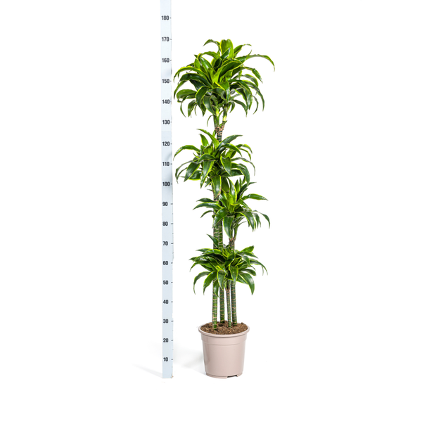 Plant XL Kamerplant Dracaena Deremensis Dorado -↕180cm Ø27cm -