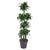 Plant 170 cm Grote bijzondere Dracaena Dorado Carrousel - ø34