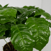 Plant Set van twee stuks prachtige koffieplanten - Coffea Arabica (Koffieplant)