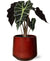 Alocasia in mooie rode puglia pot - Ø12cm - ↕30cm