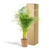 Areca palm in mand - ↨130cm