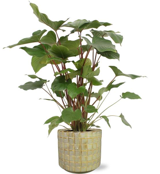 Plant Homalomena Rubescens Maggy - Ø24cm - ↕90cm + Stian Pot D25x22cm - Groen