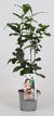 Plant Theeplant voor thuis - Camellia Sinensis - Theeplant - Ø12cm - ↕40cm