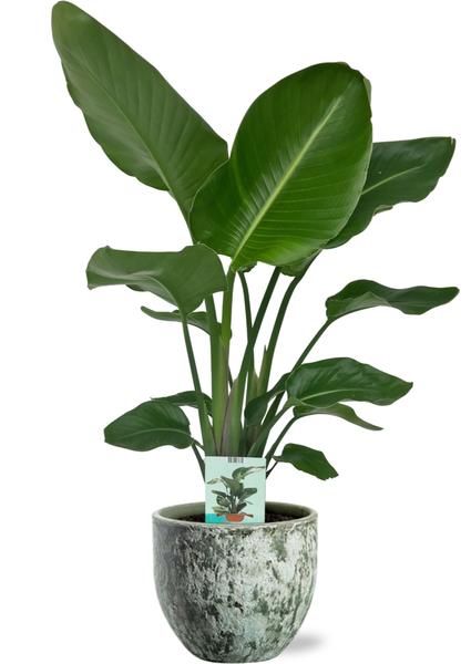 Plant Strelitzia Nicolai - Ø19cm - ↕90cm + Sem Pot D20x18cm - Groen