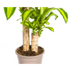 Plant Dracaena Fragrans Massangeana Ø19cm - ↕80cm