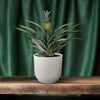 Plant Ananasplant - Bromelia Ananas - Ø12cm - ↕30cm