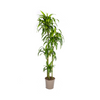 Plant Dracaena Deremensis - Hawaiian Sunshine Ø27cm - ↕180cm