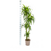 Plant Dracaena Deremensis - Hawaiian Sunshine Ø27cm - ↕180cm