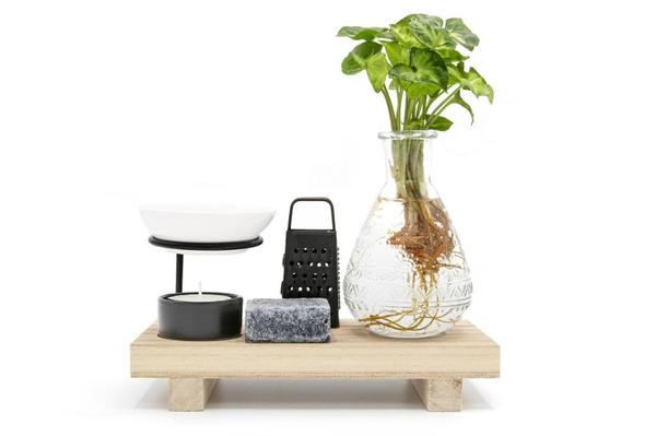 Plant Cadeauset Wellness Plantje - Ø10cm - ↕15cm