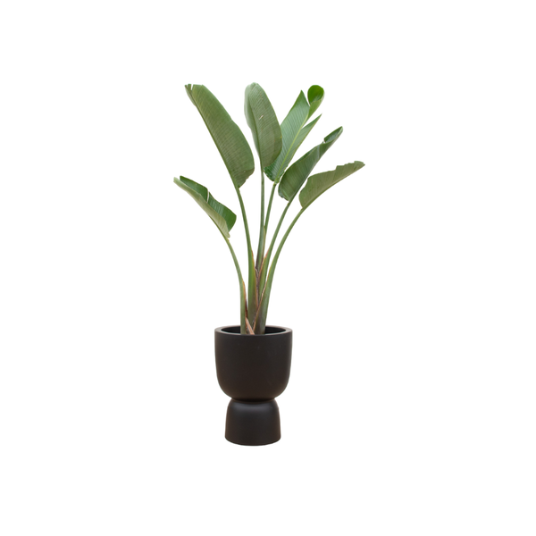 Plant Grote Strelitzia Augusta in mooie zwarte pot Ø41 - 210 cm