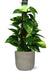 Plant Scindapsus Mosstok in steenlook pot- Ø15cm - ↕50cm + Stone Rond D15,5x14,5cm - Grijs