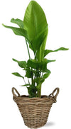 Plant Grote Strelitzia Nicolai (Witte Paradijsvogel) in mand - Ø27cm - ↕130cm + Pot+Handvat D30x23cm - Naturel