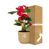 Rode Anthurium in stijlvolle gele pot - (hoogte tot 40cm)