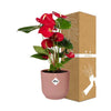 Anthurium Red in roze pot - d12cm/40cm - Pot ELHO Vibes Fold d14cm roze