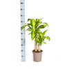 Plant Dracaena Fragrans Massangeana Ø19cm - ↕80cm